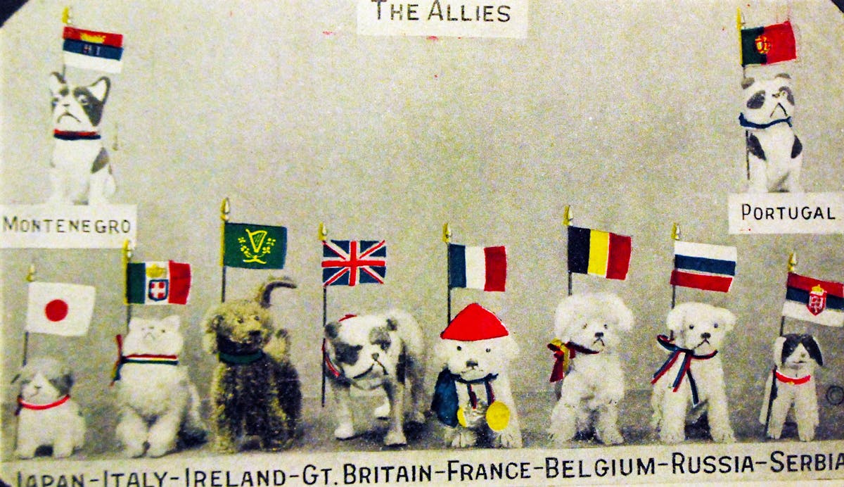 allies as puppies postcard