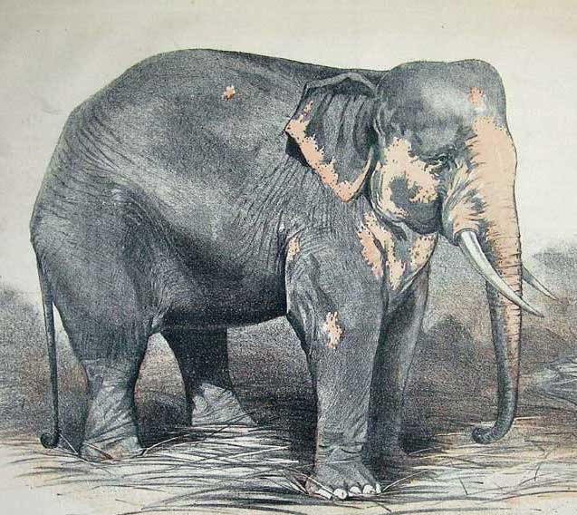 barnum white elephant