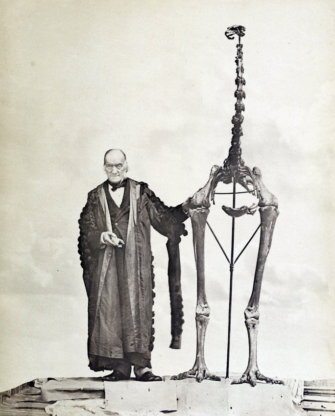 A man, dressed in formal attire and a long coat, standing beside the towering skeletal reconstruction of a large bird. This bird, whose leg bones rising almost to the height of the man, suggests a significant size differential. The setting appears to be indoors with a plain backdrop, focusing attention on the size comparison between the human and the bird's remains.