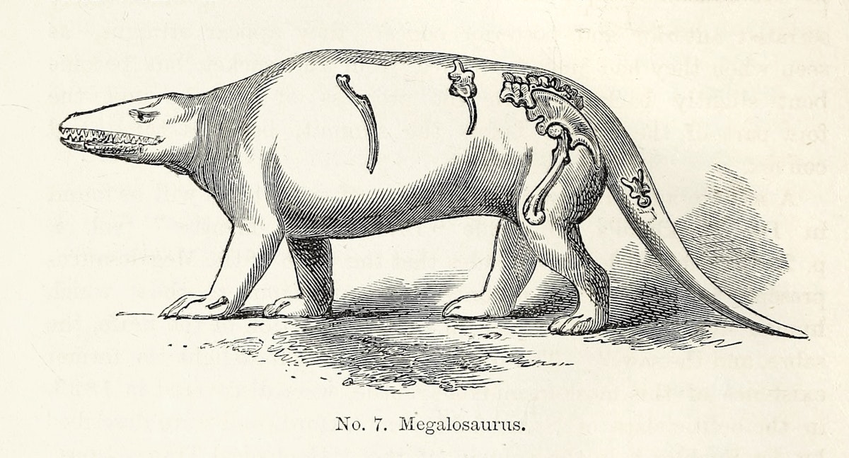 Illustration of a large dinosaur, labeled as Megalosaurus, with an upright stance and lizard-like tail.