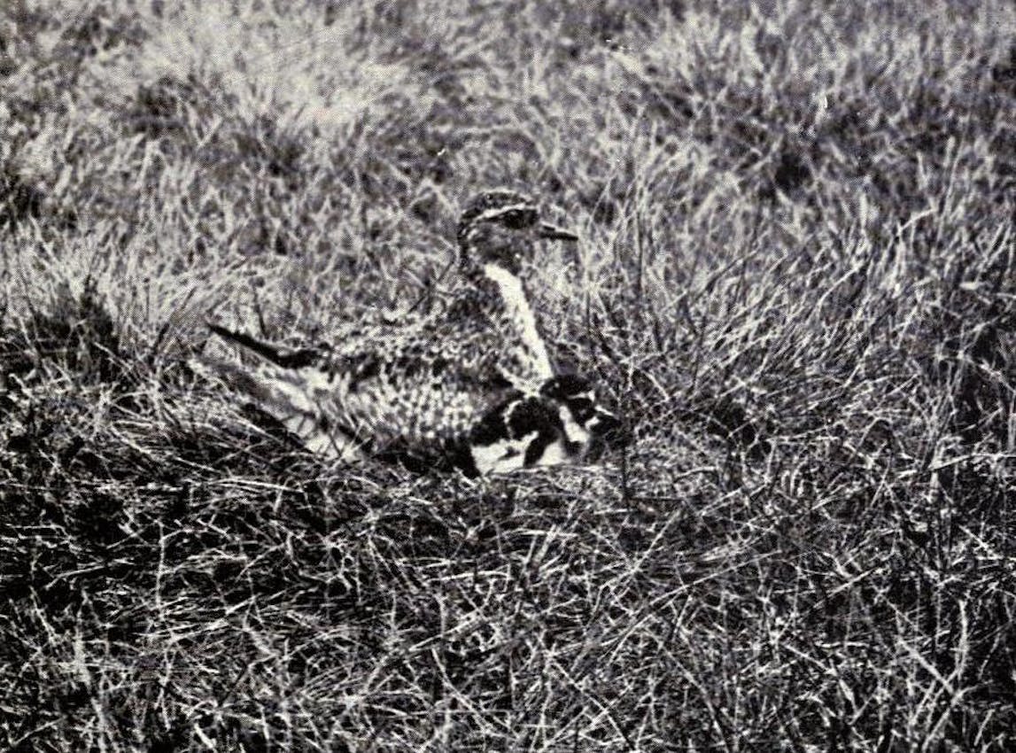 golden plover