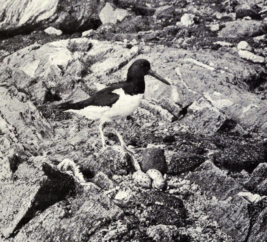 oyster catcher kearton