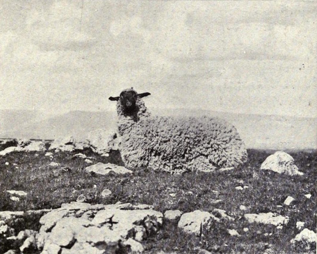 stuffed sheep kearton