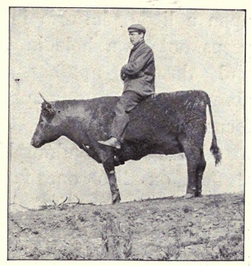 kearton stuffed ox 