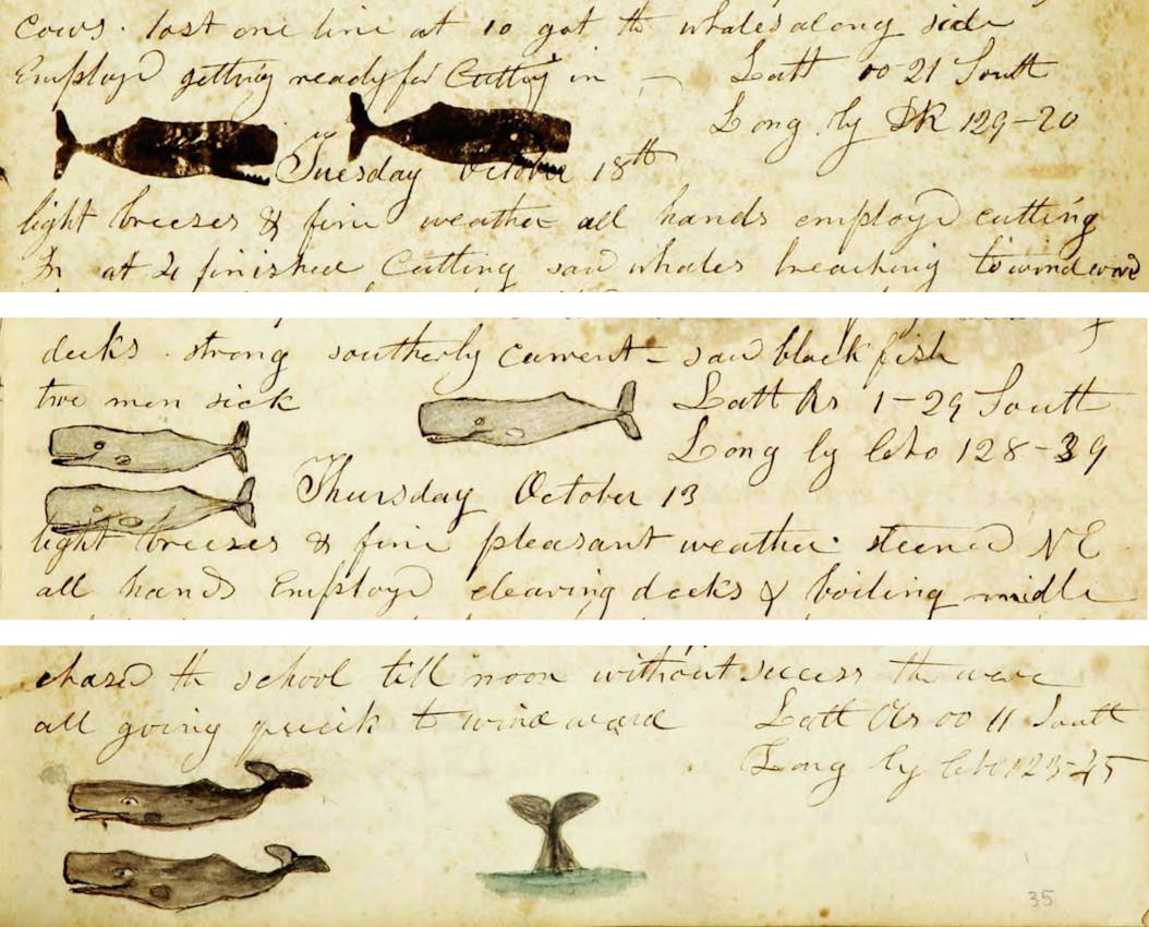 Whaling logbook illustration