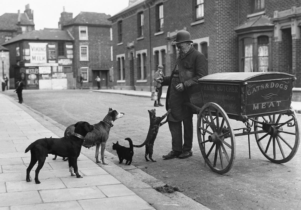 A man in a bowler hat and long coat stands next to his cart labeled 'Cats & Dogs Meat' while feeding several dogs and cats on a city street.