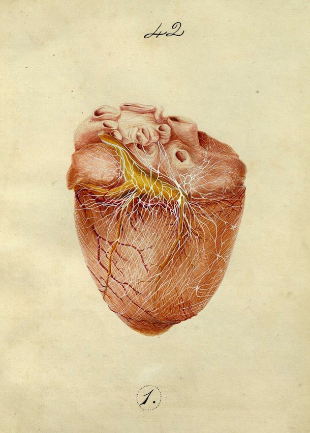 Dissection illustration from Pettigrew’s thesis on the Arrangement of the cardiac nerves. . . in mammalia 