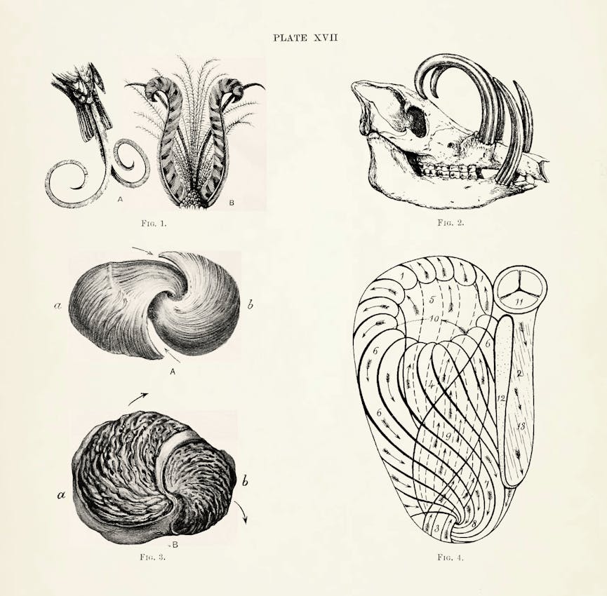 Illustration from James Pettigrew’s Design in Nature 