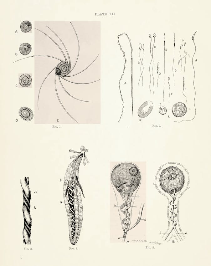  Illustration from James Pettigrew’s Design in Nature