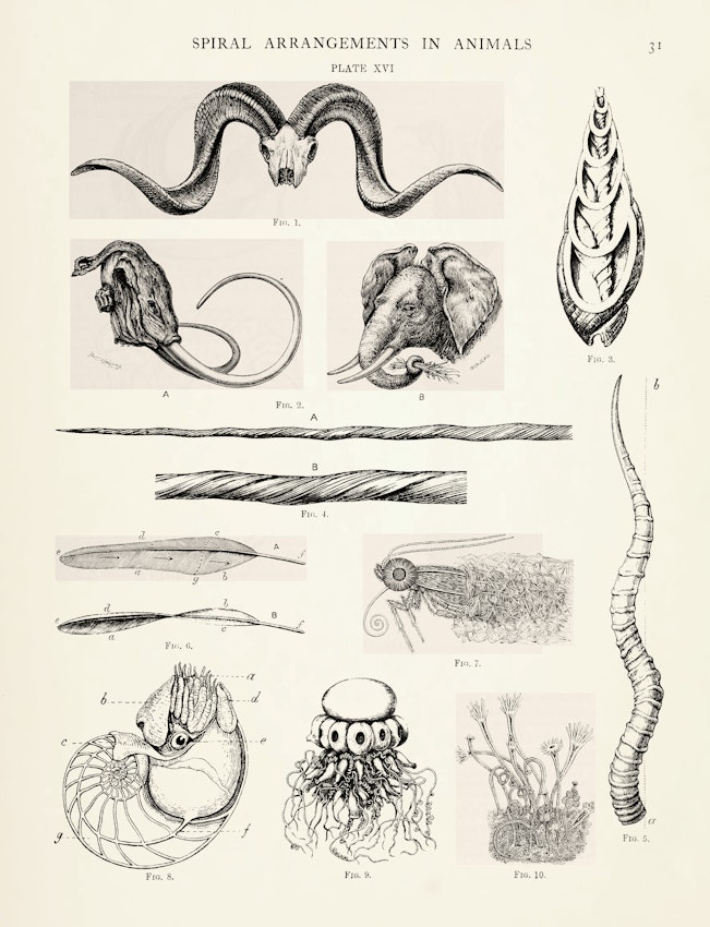  Illustration from James Pettigrew’s Design in Nature