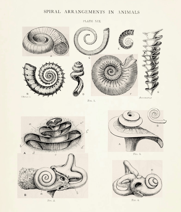 Illustration from James Pettigrew’s Design in Nature