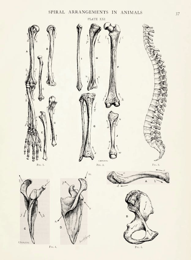  Illustration from James Pettigrew’s Design in Nature