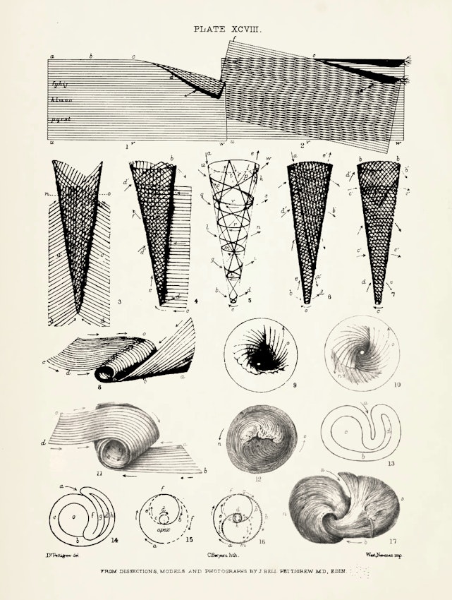 Illustration from James Pettigrew’s Design in Nature 
