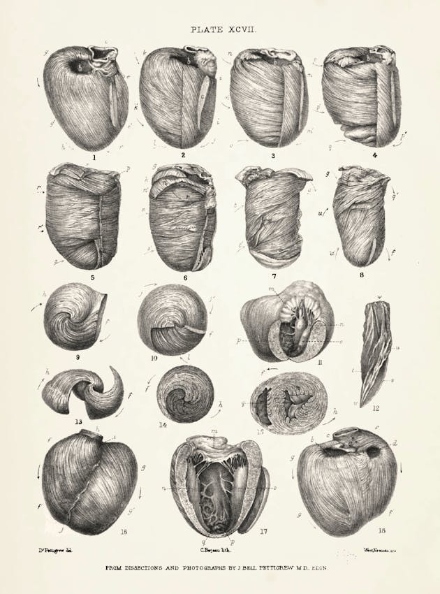 Illustration from James Pettigrew’s Design in Nature 