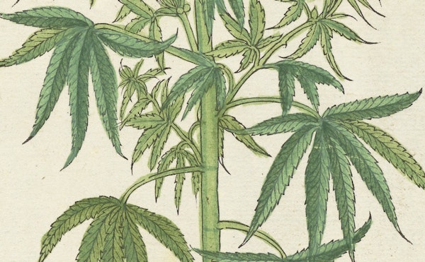 W. B. O’Shaughnessy and the Introduction of Cannabis to Modern Western Medicine