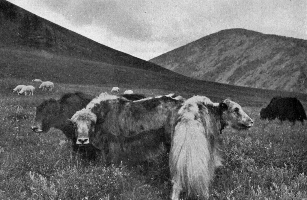 mongolia yaks