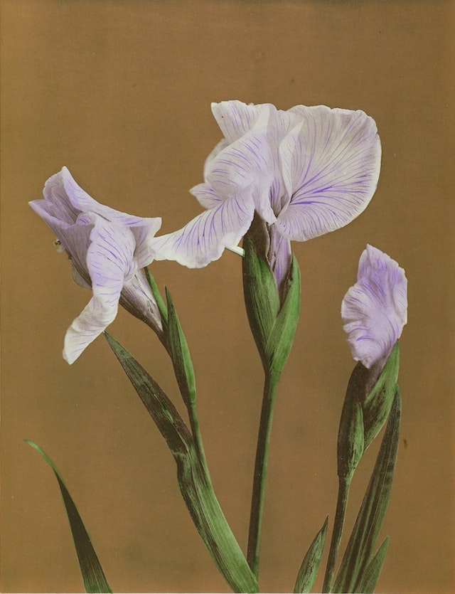 Japanese Iris – Product – The Public Domain Review