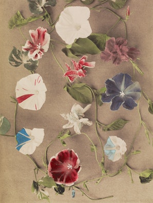 Group of Morning Glories