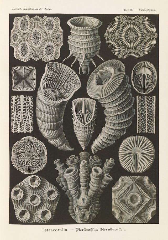 Plate 29, Tetracoralla