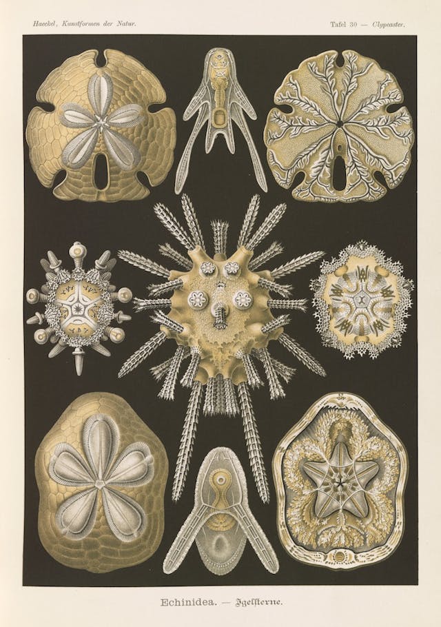 Plate 30, Echinidea