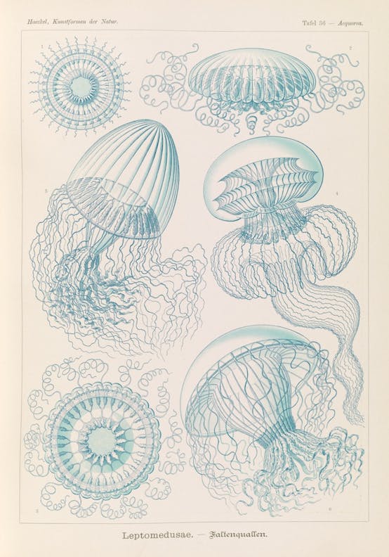 Plate 36, Leptomedusae