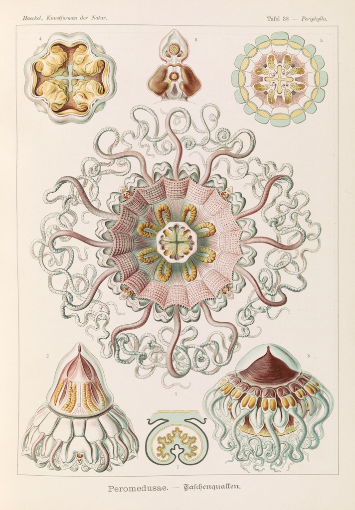 Leptomedusae Jellyfish #3 Deco Magnet Decorative Fridge Jellies Ernst Haeckel 