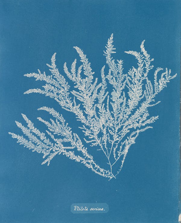 anna atkins algae cyanotype