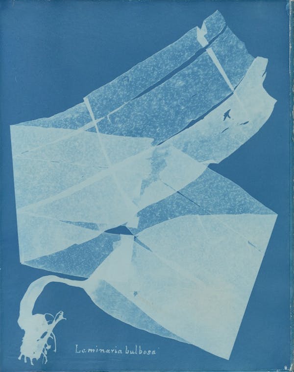 anna atkins algae cyanotype