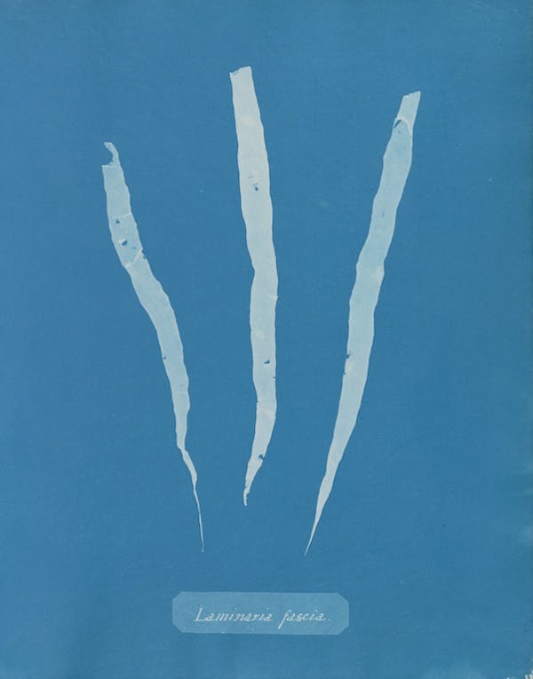 anna atkins algae cyanotype