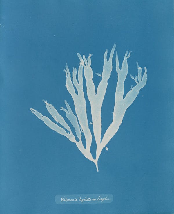 anna atkins algae cyanotype