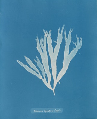 Halymenia ligulata var. latifolia