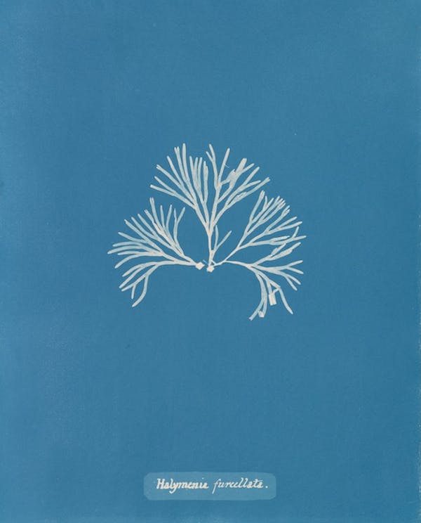 anna atkins algae cyanotype