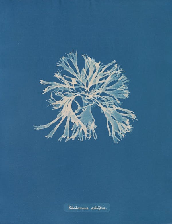 anna atkins algae cyanotype