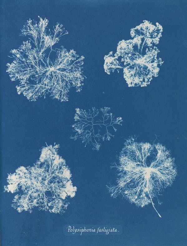 anna atkins algae cyanotype