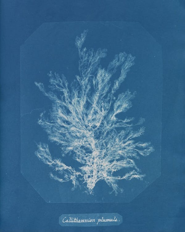 anna atkins algae cyanotype