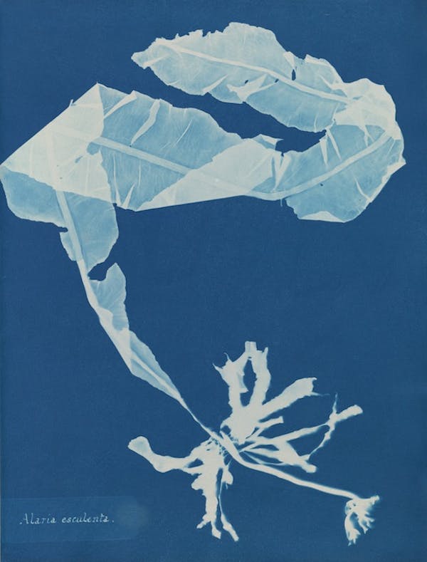 anna atkins algae cyanotype