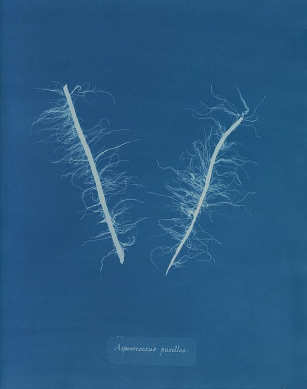 anna atkins algae cyanotype