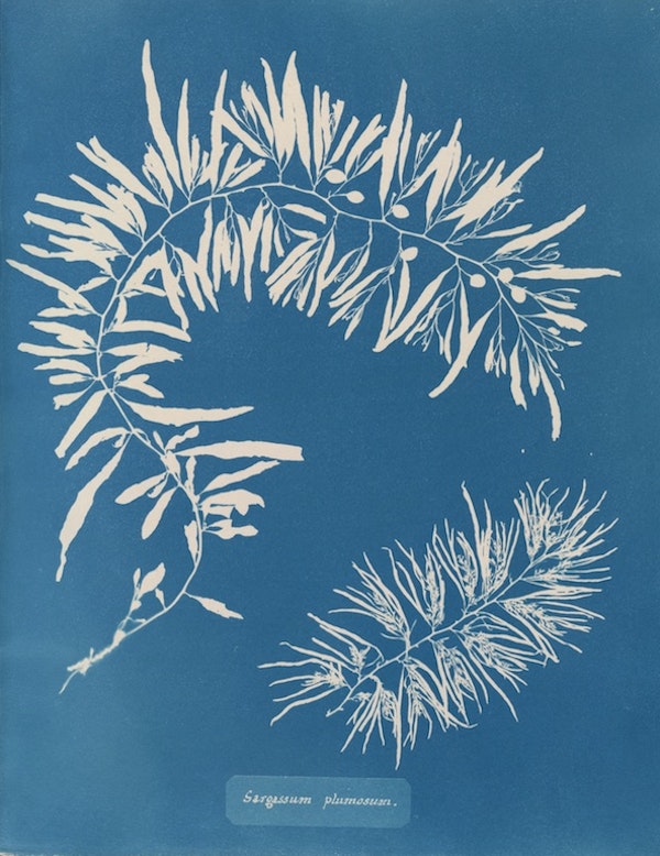 anna atkins algae cyanotype