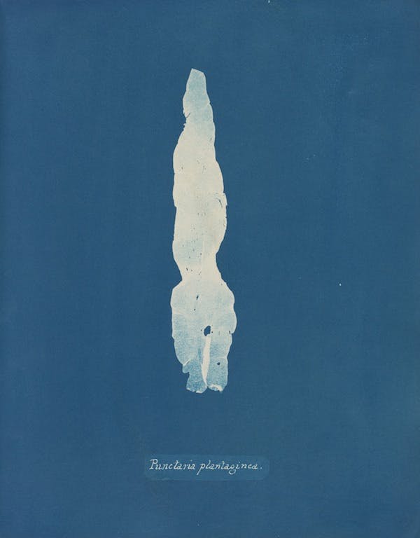 anna atkins algae cyanotype