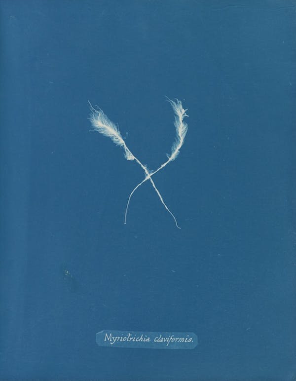 anna atkins algae cyanotype