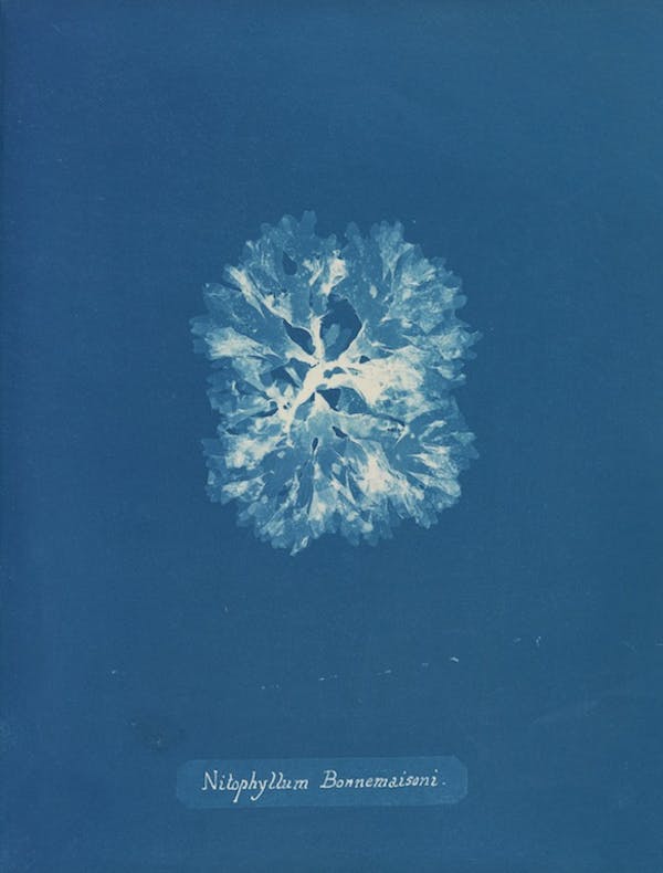 anna atkins algae cyanotype