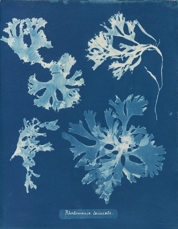 anna atkins algae cyanotype