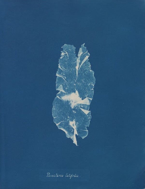 anna atkins algae cyanotype