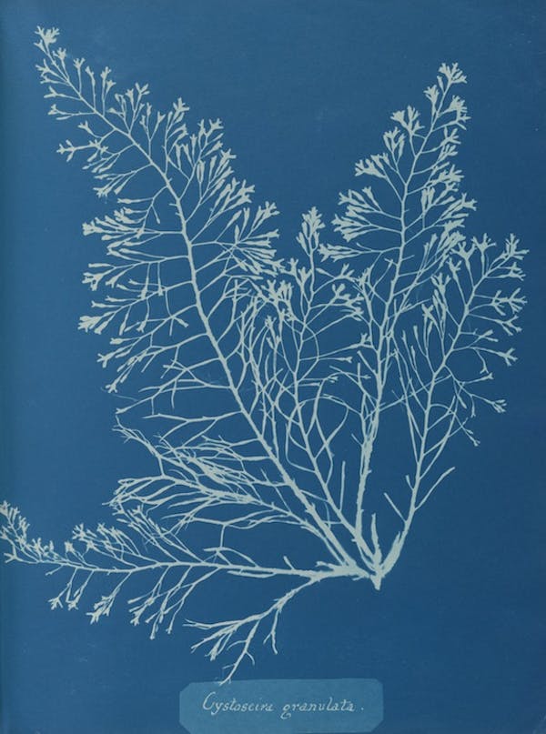 anna atkins algae cyanotype