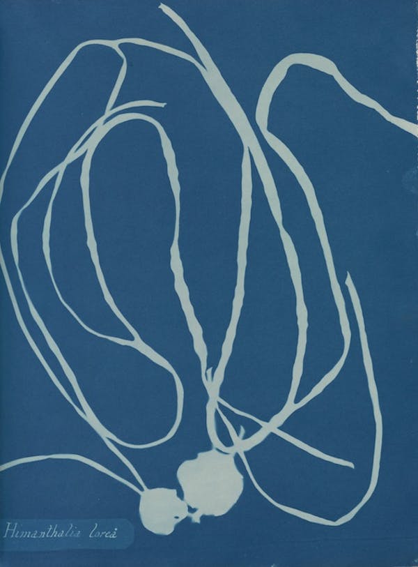 anna atkins algae cyanotype