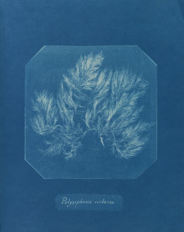 anna atkins algae cyanotype