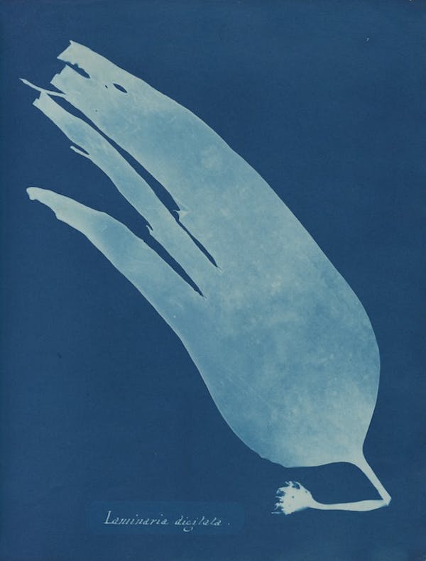 anna atkins algae cyanotype