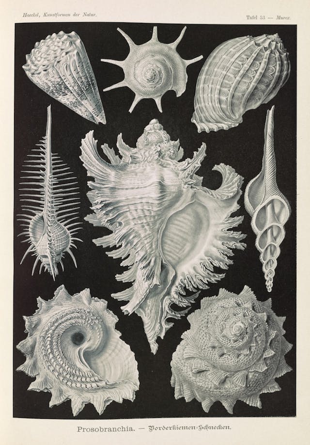 Plate 53, Prosobranchia