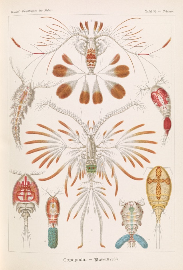 Plate 56, Copepoda