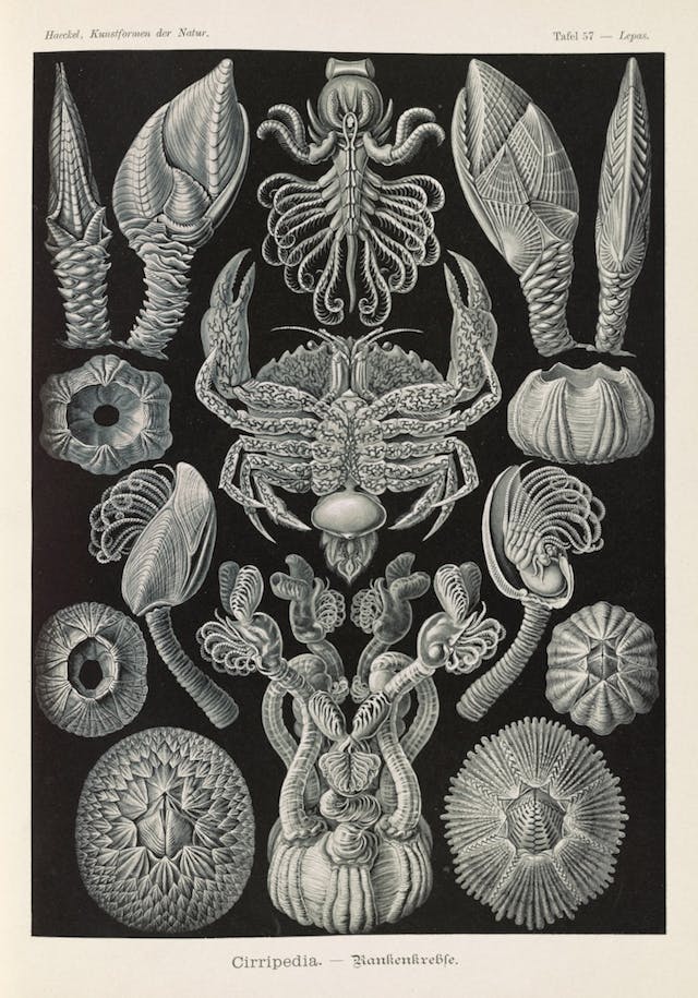 Plate 57, cirripedia